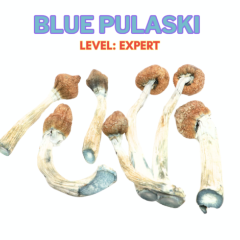 Blue Pulaski Magic Mushroom Strain
